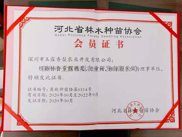 公司荣誉 